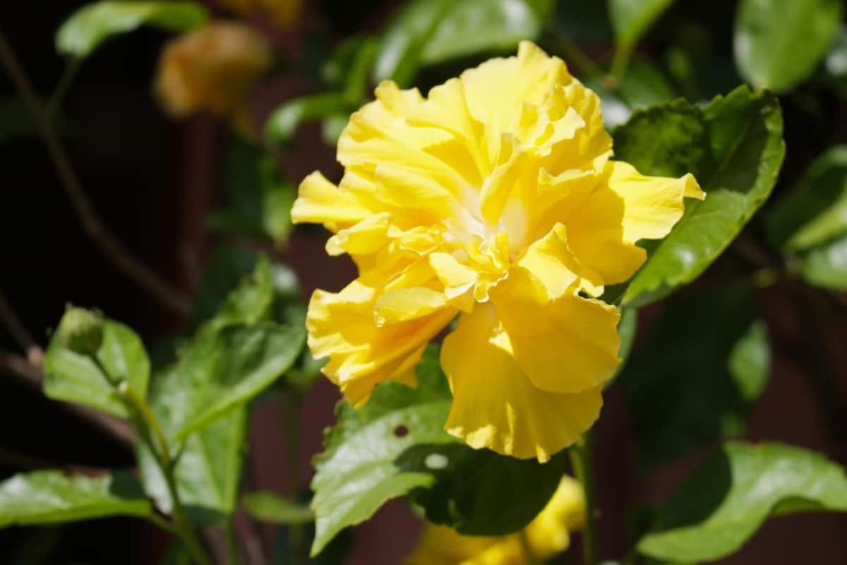 B&B Le Corti Di Aloa San Pantaleo Dış mekan fotoğraf