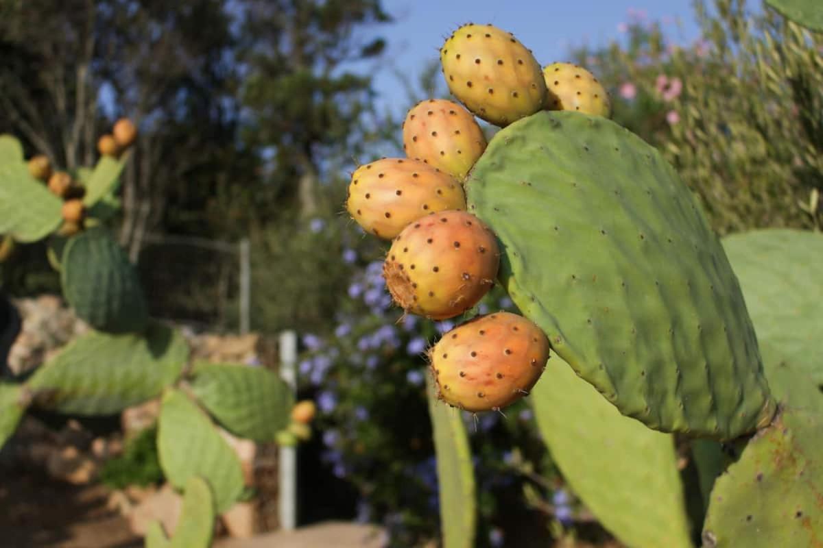 B&B Le Corti Di Aloa San Pantaleo Dış mekan fotoğraf